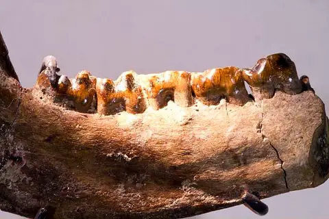 Dokumentasi USNM V15454 dengan identifikasi pada sumber Hemithlaeus kowalevskianus. Isi dan label gambar dipertahankan.