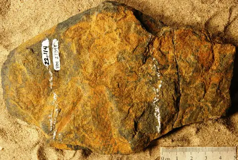 Dokumentasi YPM PB 027399 dengan identifikasi pada sumber Drepanophycus gaspianus. Isi dan label gambar dipertahankan.