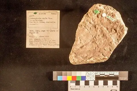 Dokumentasi USNM P41296 dengan identifikasi pada sumber Glossopteris ampla. Isi dan label gambar dipertahankan.