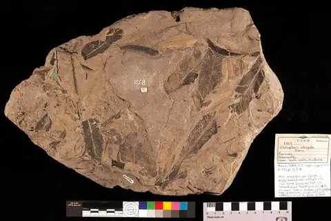 Dokumentasi USNM P1358 dengan identifikasi pada sumber Glossopteris elongata. Isi dan label gambar dipertahankan.