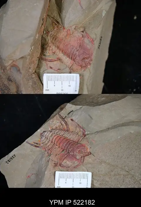 Dokumentasi YPM IP 522182 dengan identifikasi pada sumber Anacheirurus adserai. Isi dan label gambar dipertahankan.