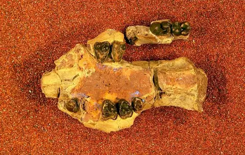 Dokumentasi USNM V15412 dengan identifikasi pada sumber Huerfanodon torrejonius. Isi dan label gambar dipertahankan.