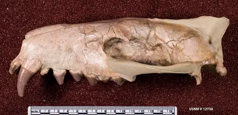 Dokumentasi USNM V12738 dengan identifikasi pada sumber Hyaenodon cruentus. Isi dan label gambar dipertahankan.