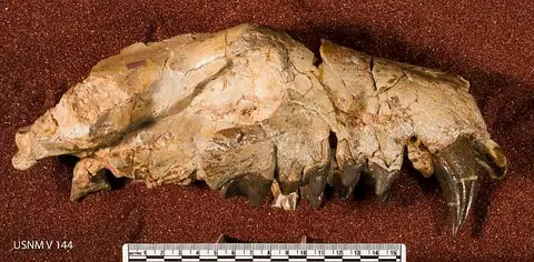 Dokumentasi USNM V144 dengan identifikasi pada sumber Hyaenodon horridus. Isi dan label gambar dipertahankan.