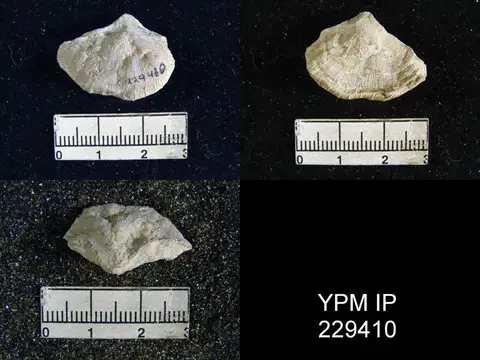 Dokumentasi YPM IP 229410 dengan identifikasi pada sumber Derbya bennetti. Isi dan label gambar dipertahankan.