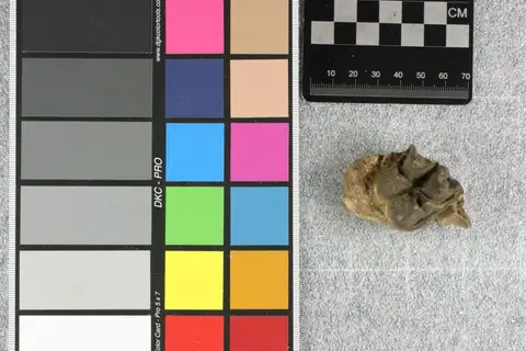Dokumentasi YPM VP 010184 dengan identifikasi pada sumber Aepinacodon americanus. Isi dan label gambar dipertahankan.