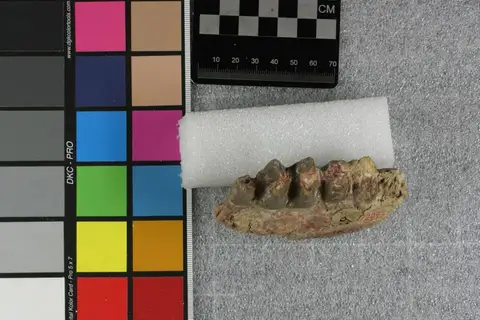 Dokumentasi YPM VP 012036 dengan identifikasi pada sumber Aepinacodon deflectus. Isi dan label gambar dipertahankan.