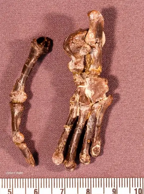 Dokumentasi USNM V25686 dengan identifikasi pada sumber Smilodectes gracilis. Isi dan label gambar dipertahankan.