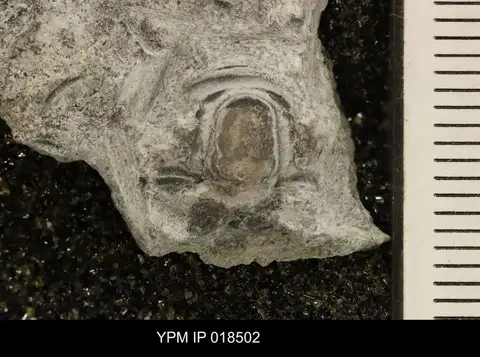 Dokumentasi YPM IP 018502 dengan identifikasi pada sumber Deadwoodia duris. Isi dan label gambar dipertahankan.