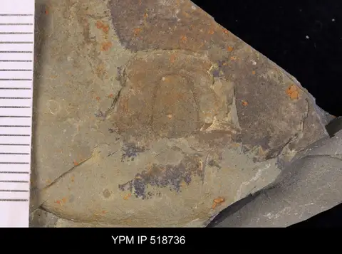 Dokumentasi YPM IP 518736 dengan identifikasi pada sumber Coosina amage. Isi dan label gambar dipertahankan.