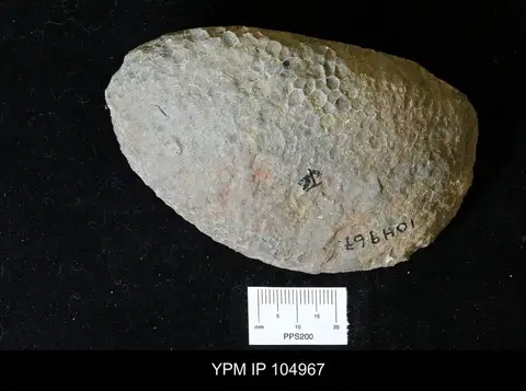 Dokumentasi YPM IP 104967 dengan identifikasi pada sumber Paleofavosites capax. Isi dan label gambar dipertahankan.