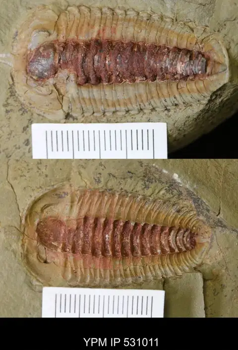 Dokumentasi YPM IP 531011 dengan identifikasi pada sumber Bavarilla zemmourensis. Isi dan label gambar dipertahankan.