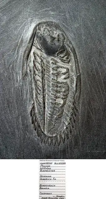 Dokumentasi USNM PAL485345 dengan identifikasi pada sumber Phacops latifrons. Isi dan label gambar dipertahankan.