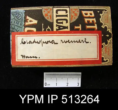 Dokumentasi YPM IP 513264 dengan identifikasi pada sumber Cladopora roemeri. Isi dan label gambar dipertahankan.