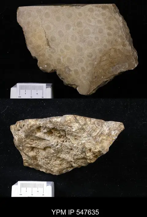 Dokumentasi YPM IP 547635 dengan identifikasi pada sumber Diphyphyllum simcoense. Isi dan label gambar dipertahankan.