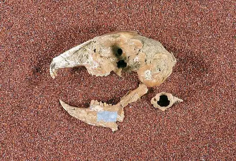 Dokumentasi USNM V12619 dengan identifikasi pada sumber Hypolagus limnetus. Isi dan label gambar dipertahankan.