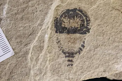 Dokumentasi YPM IP 204461 dengan identifikasi pada sumber Venustulus waukeshaensis. Isi dan label gambar dipertahankan.