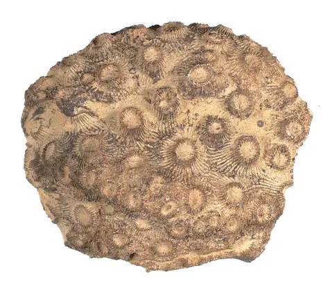 Dokumentasi P 41409 dengan identifikasi pada sumber Pachyphyllum woodmani. Isi dan label gambar dipertahankan.