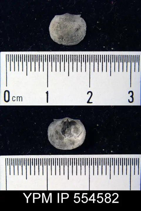 Dokumentasi YPM IP 554582 dengan identifikasi pada sumber Chonetes deflecta. Isi dan label gambar dipertahankan.