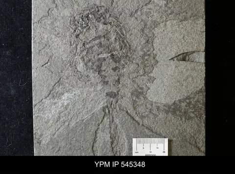 Dokumentasi YPM IP 545348 dengan identifikasi pada sumber Onychopterella kokomoensis. Isi dan label gambar dipertahankan.