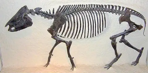 Dokumentasi USNM V12581 dengan identifikasi pada sumber Hyrachyus eximius. Isi dan label gambar dipertahankan.