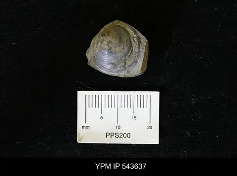 Dokumentasi YPM IP 543637 dengan identifikasi pada sumber Orbiculoidea nitida. Isi dan label gambar dipertahankan.