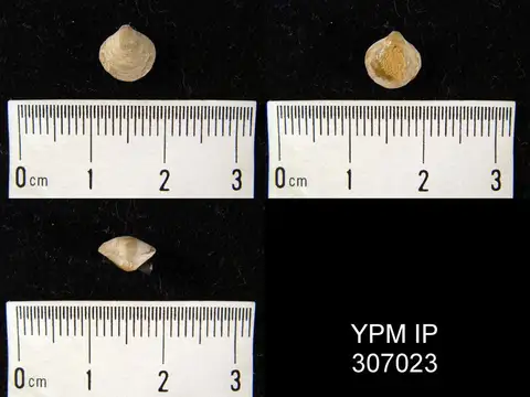 Dokumentasi YPM IP 307023 dengan identifikasi pada sumber Cleiothyridina hirsuta. Isi dan label gambar dipertahankan.