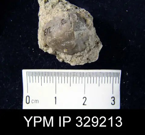 Dokumentasi YPM IP 329213 dengan identifikasi pada sumber Gypidula laeviuscula. Isi dan label gambar dipertahankan.