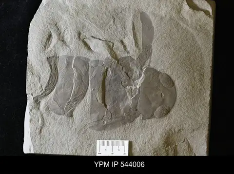 Dokumentasi YPM IP 544006 dengan identifikasi pada sumber Acutiramus macrophthalmus. Isi dan label gambar dipertahankan.