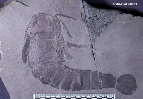 Dokumentasi USNM PAL60053 dengan identifikasi pada sumber Pterygotus buffaloensis. Isi dan label gambar dipertahankan.