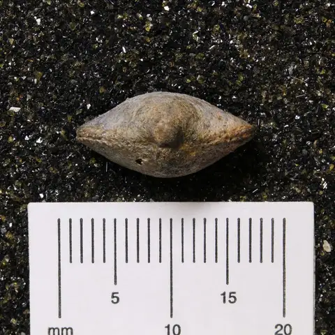 Dokumentasi YPM IP 174518 dengan identifikasi pada sumber Cleiothyridina sublamellosa. Isi dan label gambar dipertahankan.