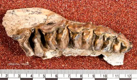 Dokumentasi USNM PAL175384 dengan identifikasi pada sumber Hyracodon priscidens. Isi dan label gambar dipertahankan.