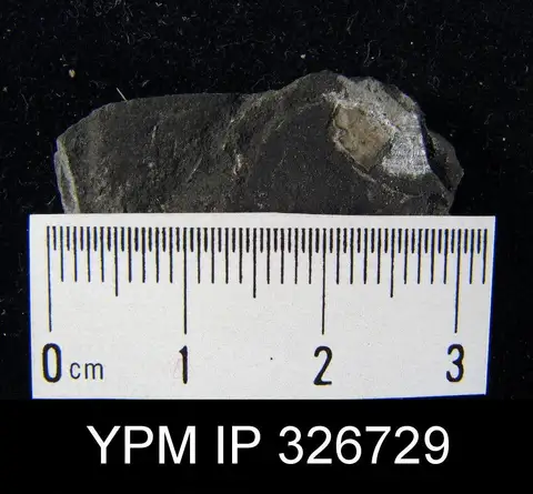Dokumentasi YPM IP 326729 dengan identifikasi pada sumber Chonetes laevis. Isi dan label gambar dipertahankan.