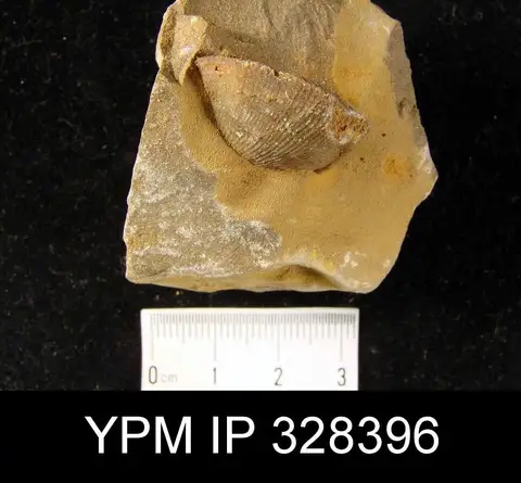 Dokumentasi YPM IP 328396 dengan identifikasi pada sumber Atrypa missouriensis. Isi dan label gambar dipertahankan.