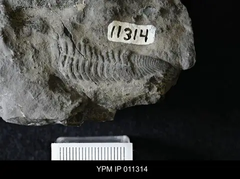 Dokumentasi YPM IP 011314 dengan identifikasi pada sumber Ectenonotus westoni. Isi dan label gambar dipertahankan.