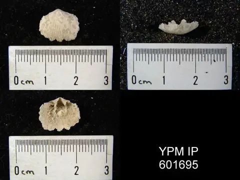 Dokumentasi YPM IP 601695 dengan identifikasi pada sumber Dinorthis atavoides. Isi dan label gambar dipertahankan.