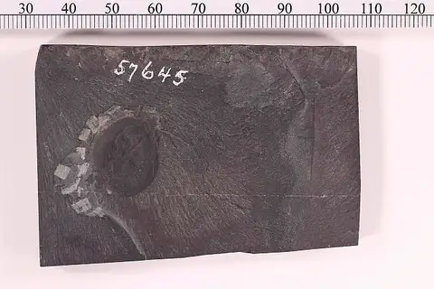 Dokumentasi USNM PAL57645 dengan identifikasi pada sumber Amiskwia sagittiformis. Isi dan label gambar dipertahankan.