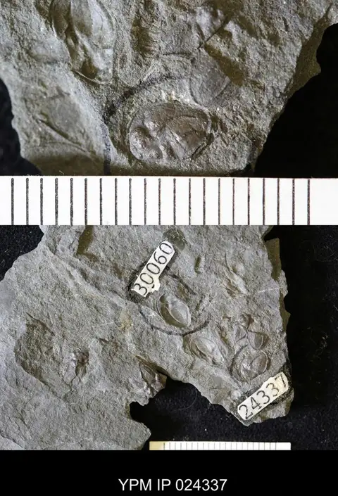 Dokumentasi YPM IP 024337 dengan identifikasi pada sumber Echinocaris socialis. Isi dan label gambar dipertahankan.