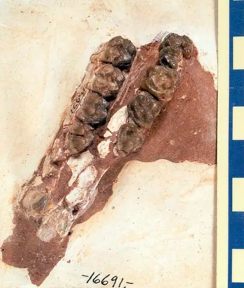 Dokumentasi USNM V16691 dengan identifikasi pada sumber Phenacodus almiensis. Isi dan label gambar dipertahankan.