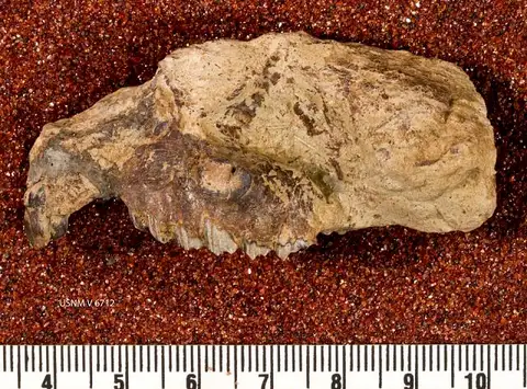 Dokumentasi USNM V6712 dengan identifikasi pada sumber Interatherium robustum. Isi dan label gambar dipertahankan.