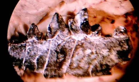 Dokumentasi USNM V9296 dengan identifikasi pada sumber Ictidopappus mustelinus. Isi dan label gambar dipertahankan.