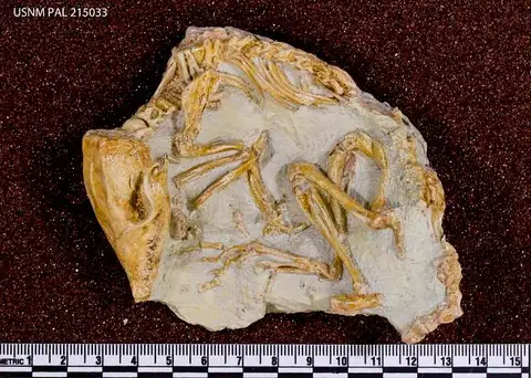 Dokumentasi USNM PAL215033 dengan identifikasi pada sumber Leptictis dakotensis. Isi dan label gambar dipertahankan.