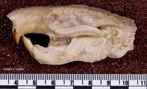 Dokumentasi USNM V16828 dengan identifikasi pada sumber Ischyromys typus. Isi dan label gambar dipertahankan.