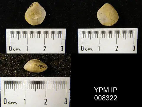 Dokumentasi YPM IP 008322 dengan identifikasi pada sumber Composita sulcata. Isi dan label gambar dipertahankan.