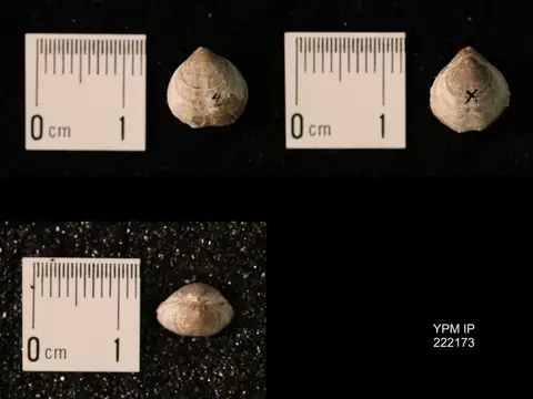 Dokumentasi YPM IP 222173 dengan identifikasi pada sumber Composita lewisensis. Isi dan label gambar dipertahankan.