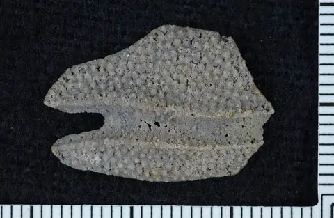 Dokumentasi USNM PAL165452 dengan identifikasi pada sumber Tripatocrinus pustulatus. Isi dan label gambar dipertahankan.
