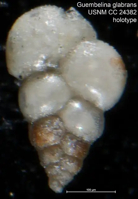 Dokumentasi USNM CC24382 dengan identifikasi pada sumber Guembelina glabrans. Isi dan label gambar dipertahankan.