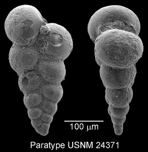 Dokumentasi USNM CC24371 dengan identifikasi pada sumber Guembelina moremani. Isi dan label gambar dipertahankan.
