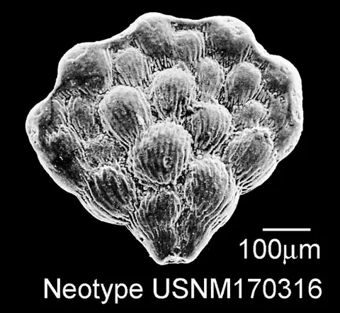 Dokumentasi USNM PAL170316 dengan identifikasi pada sumber Planoglobulina acervulinoides. Isi dan label gambar dipertahankan.