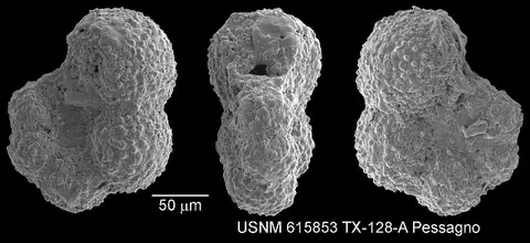 Dokumentasi USNM PAL615853 dengan identifikasi pada sumber Globigerinelloides asperus. Isi dan label gambar dipertahankan.